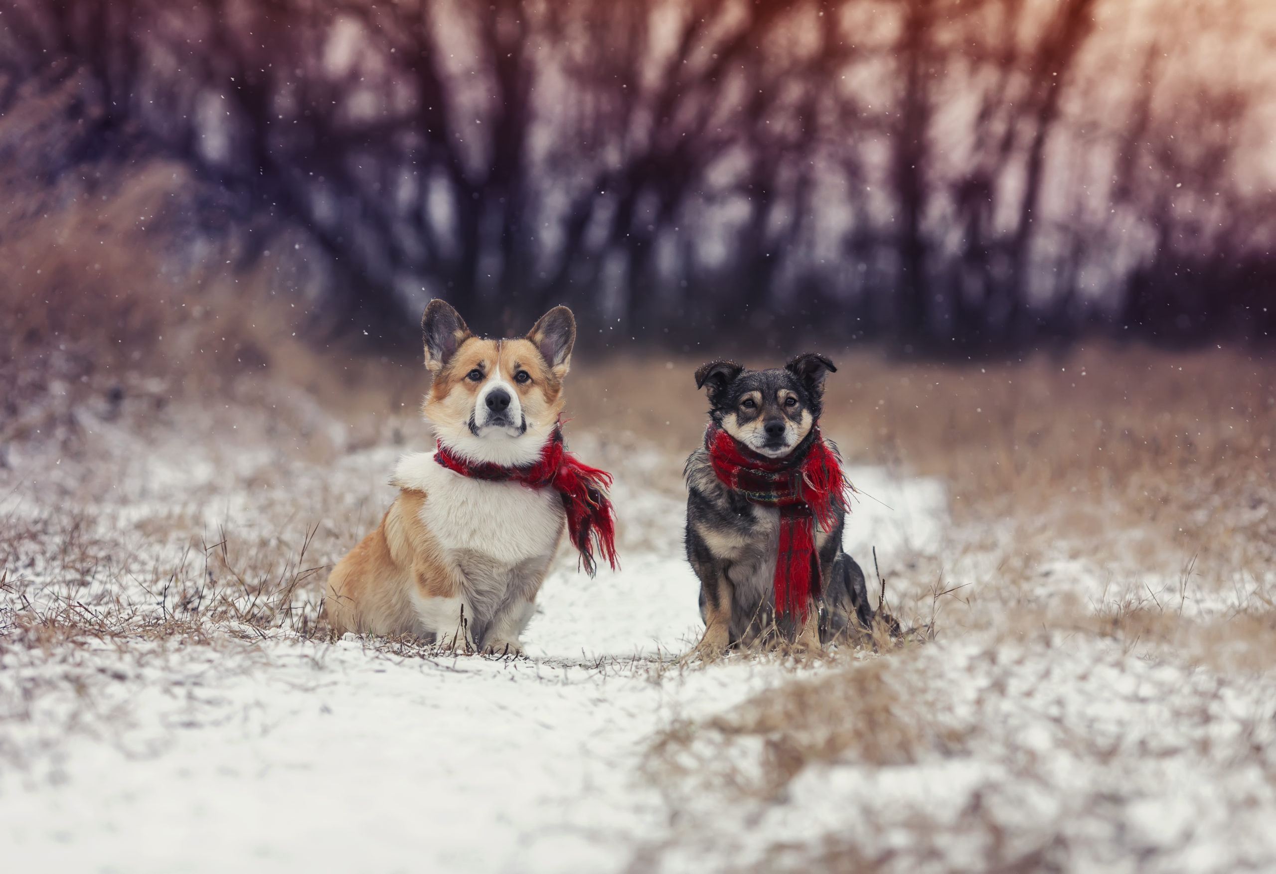 76115th EDITION OF ACTION FOR PETS