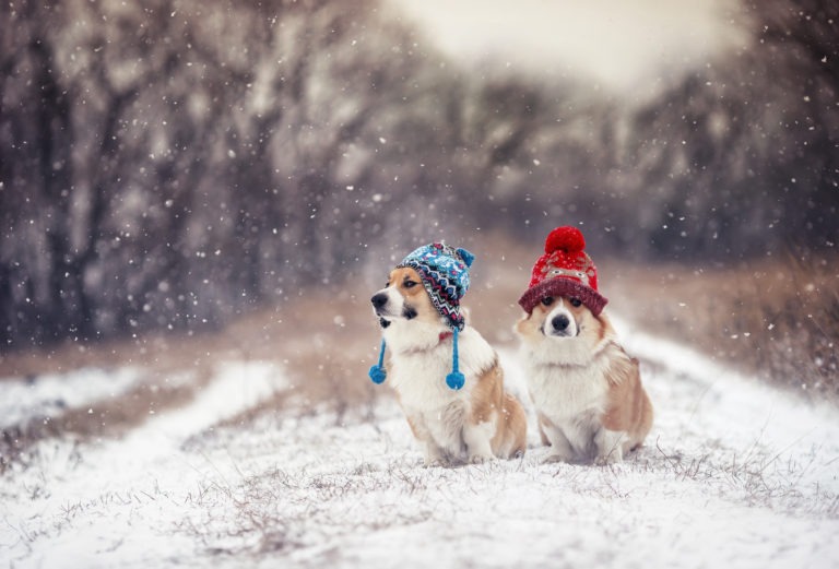 Two Funny Corgi Dogs In Warm Knitted Hats Sit In A Winter Park U